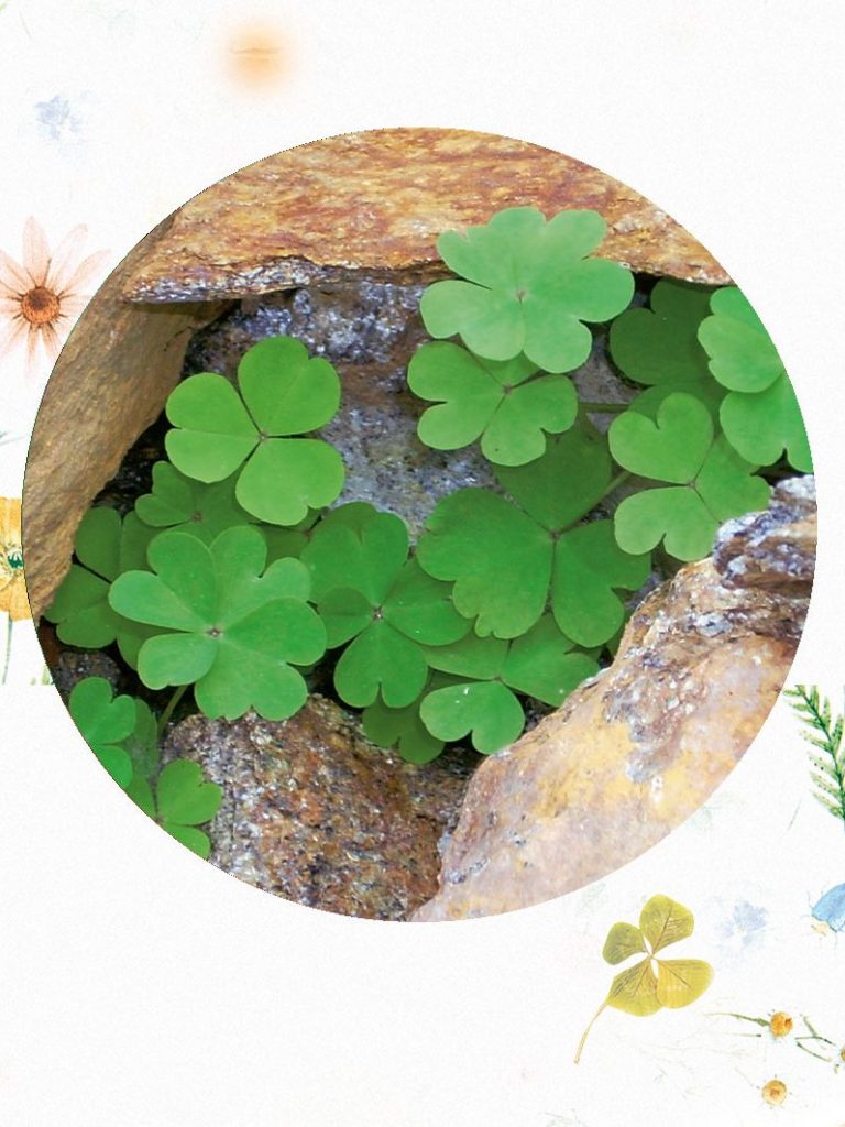 Grüne Kleeblätter wachsen zwischen Steinen in einer natürlichen Umgebung.