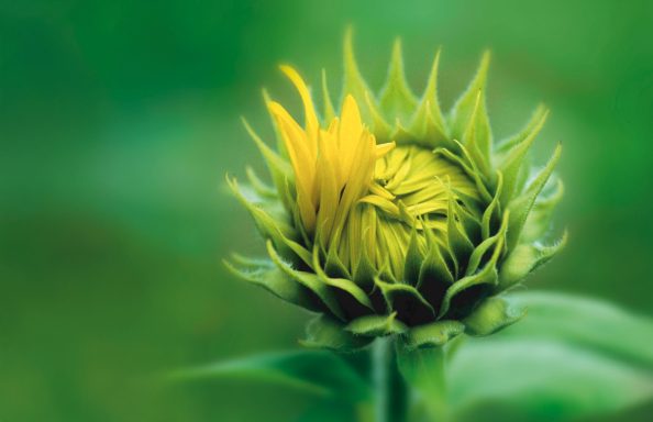 Sonnenblume blüht auf