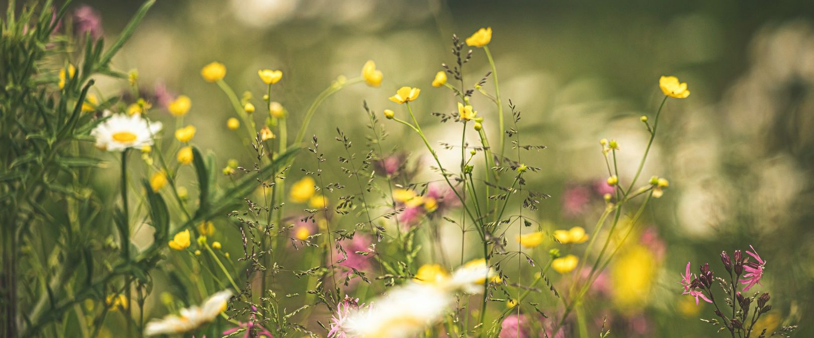Bunte Blumenwiese mit verschiedenen Blüten und sanftem Hintergrund.